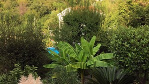 A lush garden with various plants and a white building in the background. - Large Luxury Stone Villa With Private Infinity Pool And Sea Views (Southern Coastal)