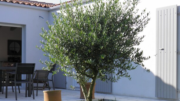 A small tree in a planter, a patio area with a table and chairs, and a white building with a door and window.