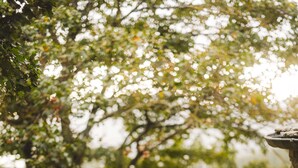 Una scala in pietra con ringhiere in metallo, immersa nel verde e circondata da alberi.