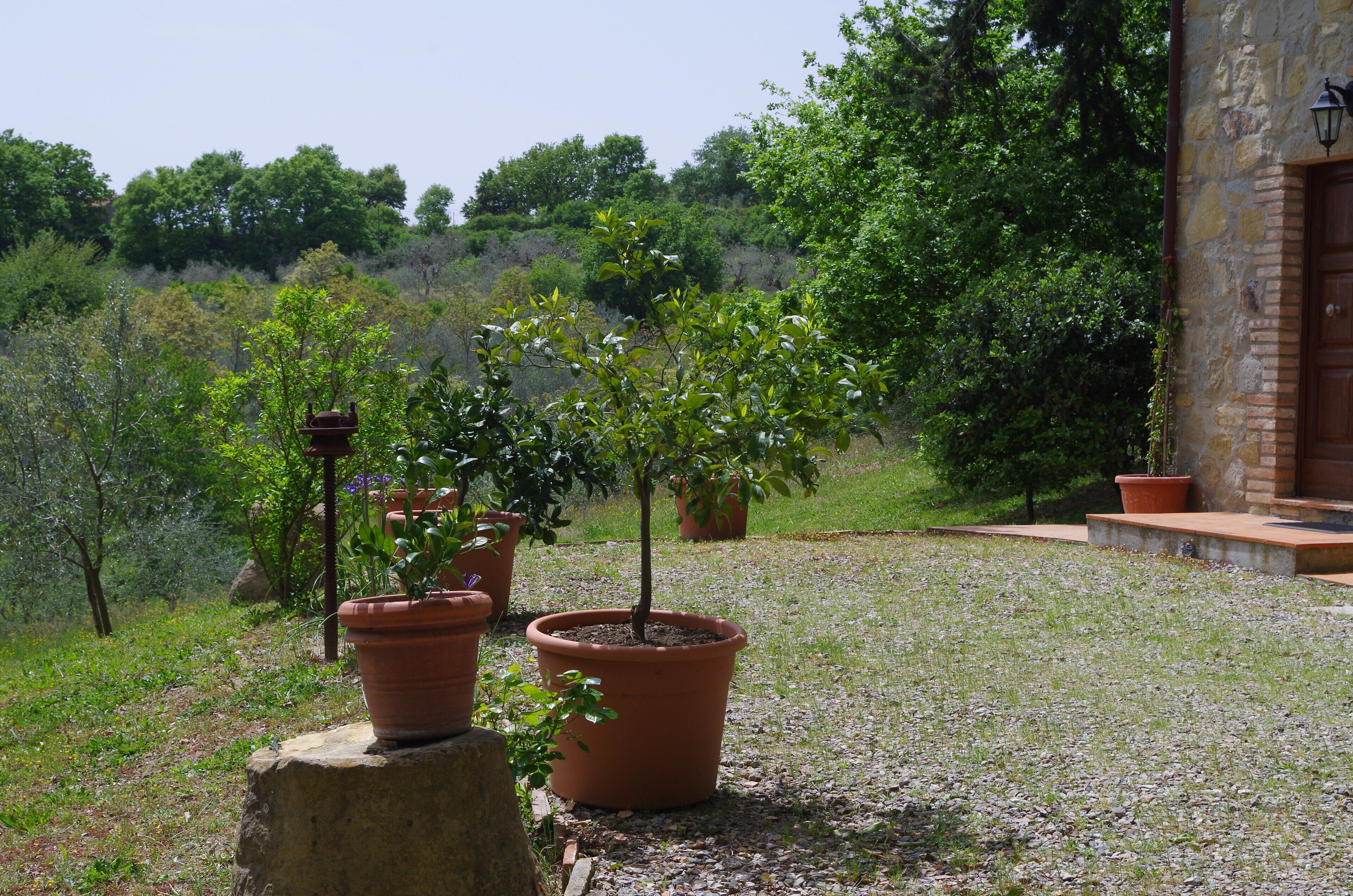 Terracotta pots with small trees on a stone ledge, surrounded by a grassy area and a stone building with steps.