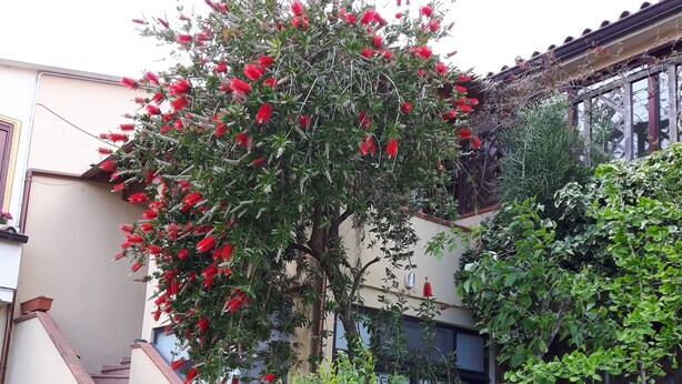 A residential building with a staircase leading to a landing, surrounded by lush greenery and a flowering tree. - Apartment/ flat - Budoni (Budoni)