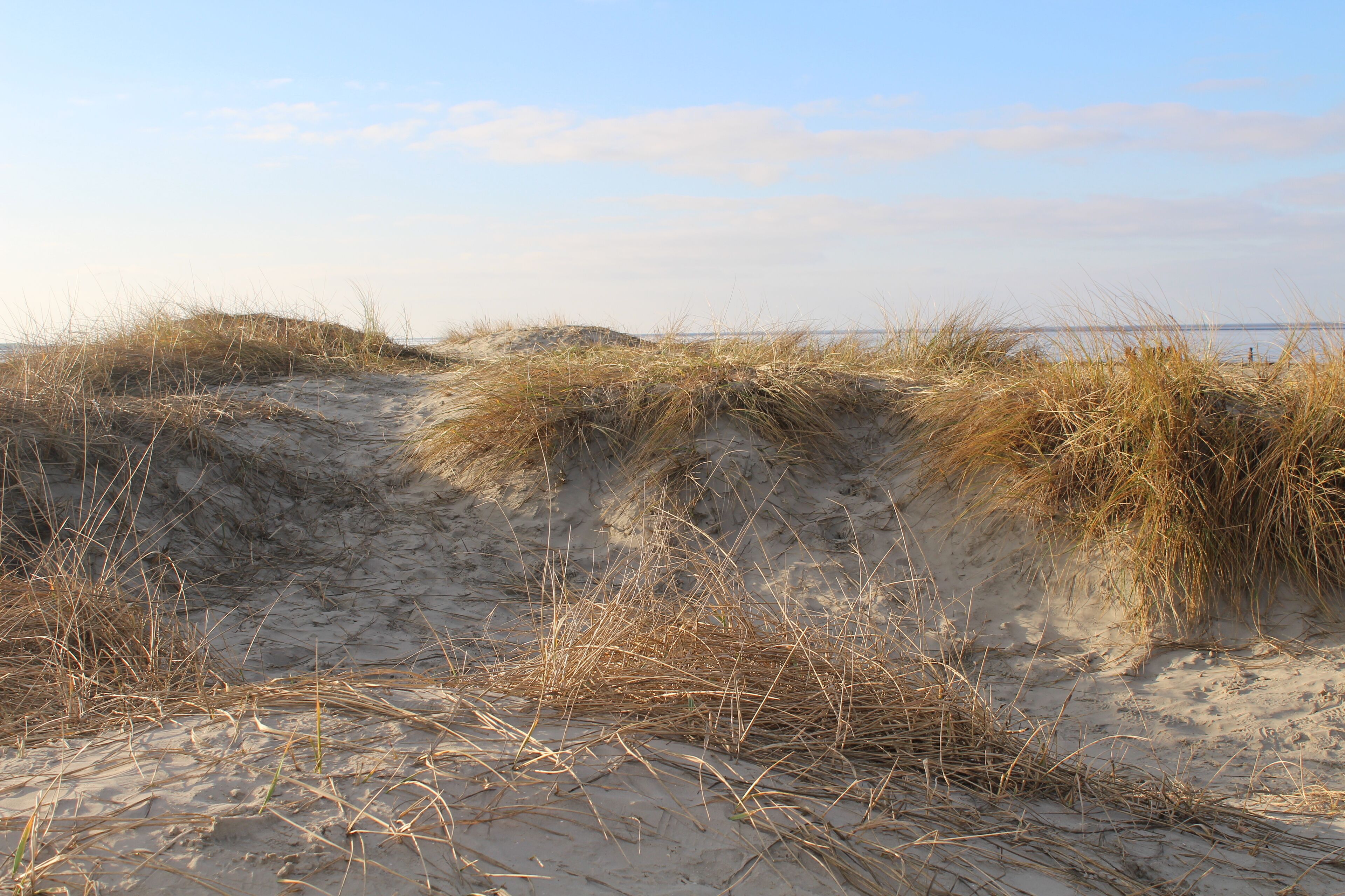 Una playa arenosa con dunas y pasto.