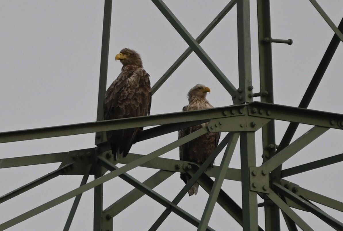 Two birds perched on a metal structure.