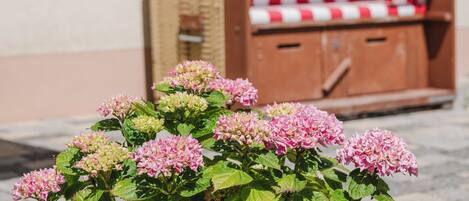 En hortensia i en kruka står framför en flätstol med ett rött och vitt randigt överdrag.