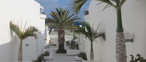 Un patio estrecho, con paredes blancas, palmeras y plantas en macetas, que conduce a la entrada de un edificio.