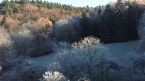 Une zone boisée avec des arbres denses et un ciel dégagé.