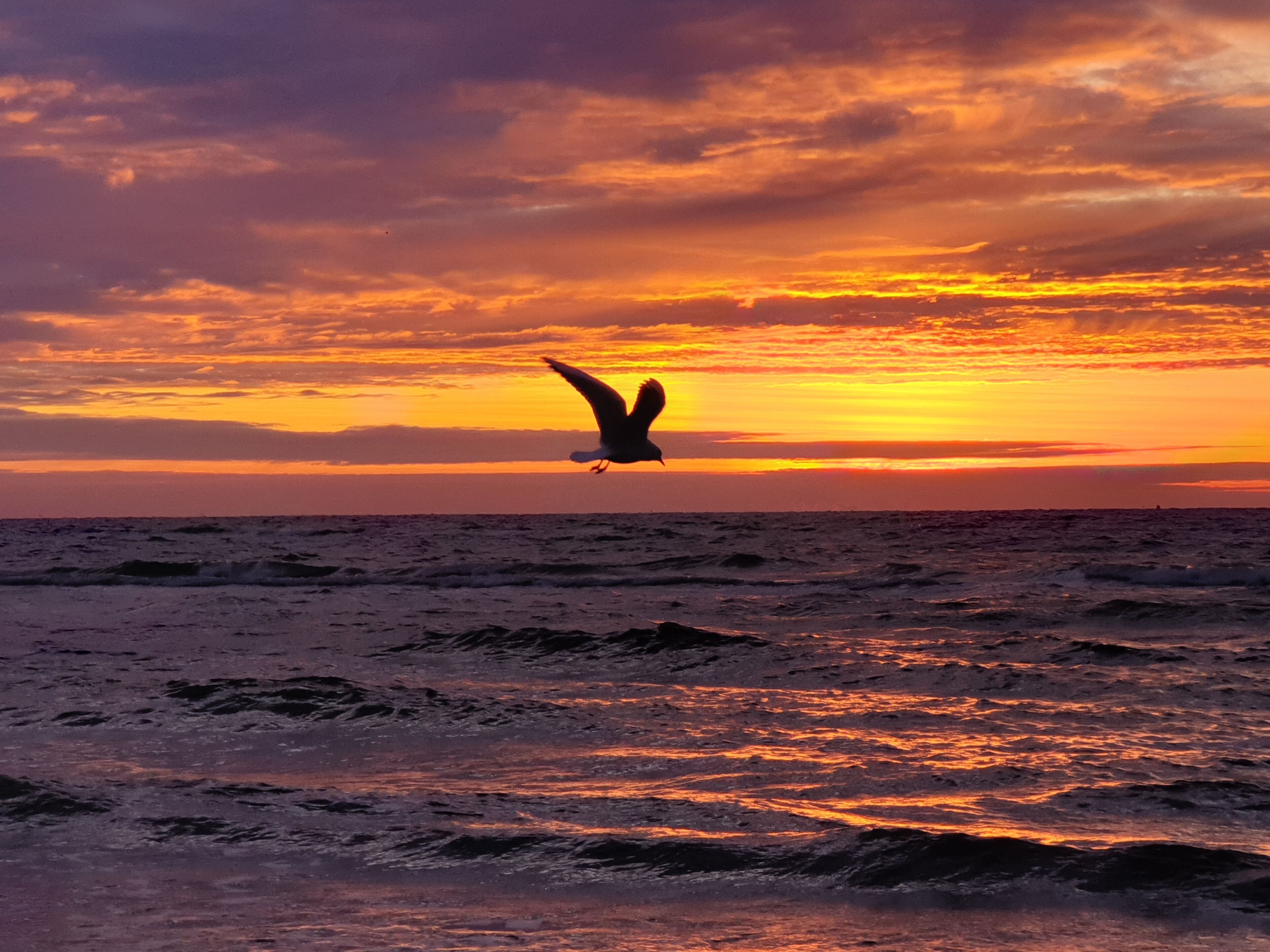 Een zeegezicht met een vogel die boven de oceaan vliegt tijdens de zonsondergang.