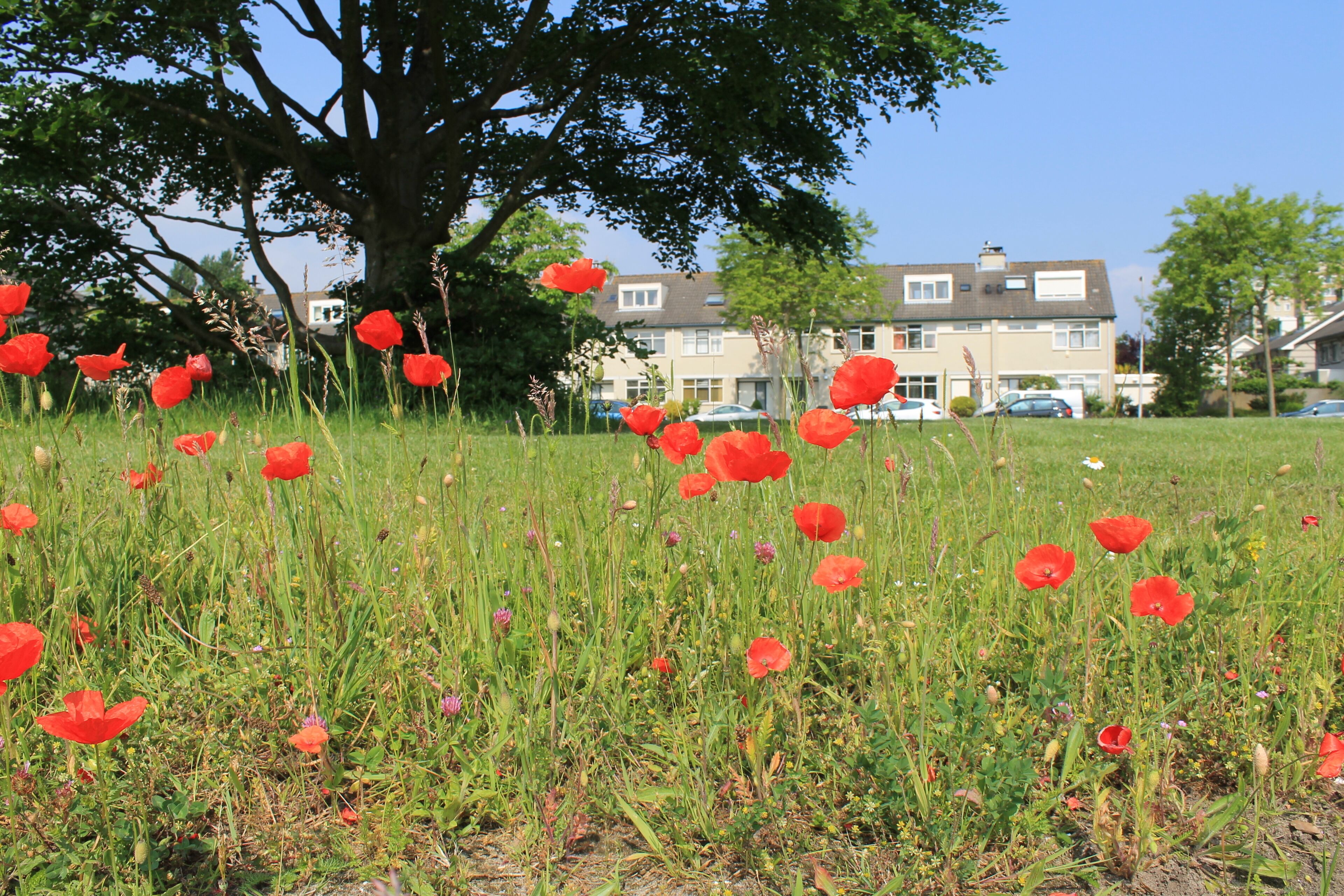 A field of red poppies with a large tree and houses in the background.