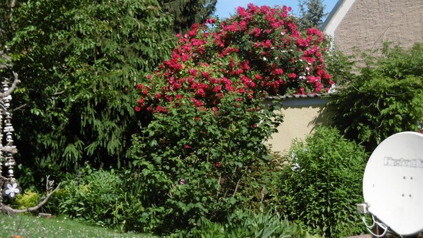 A garden with a variety of plants and a satellite dish. - Comfortable house in a quiet location near Meissen  (Nossen)