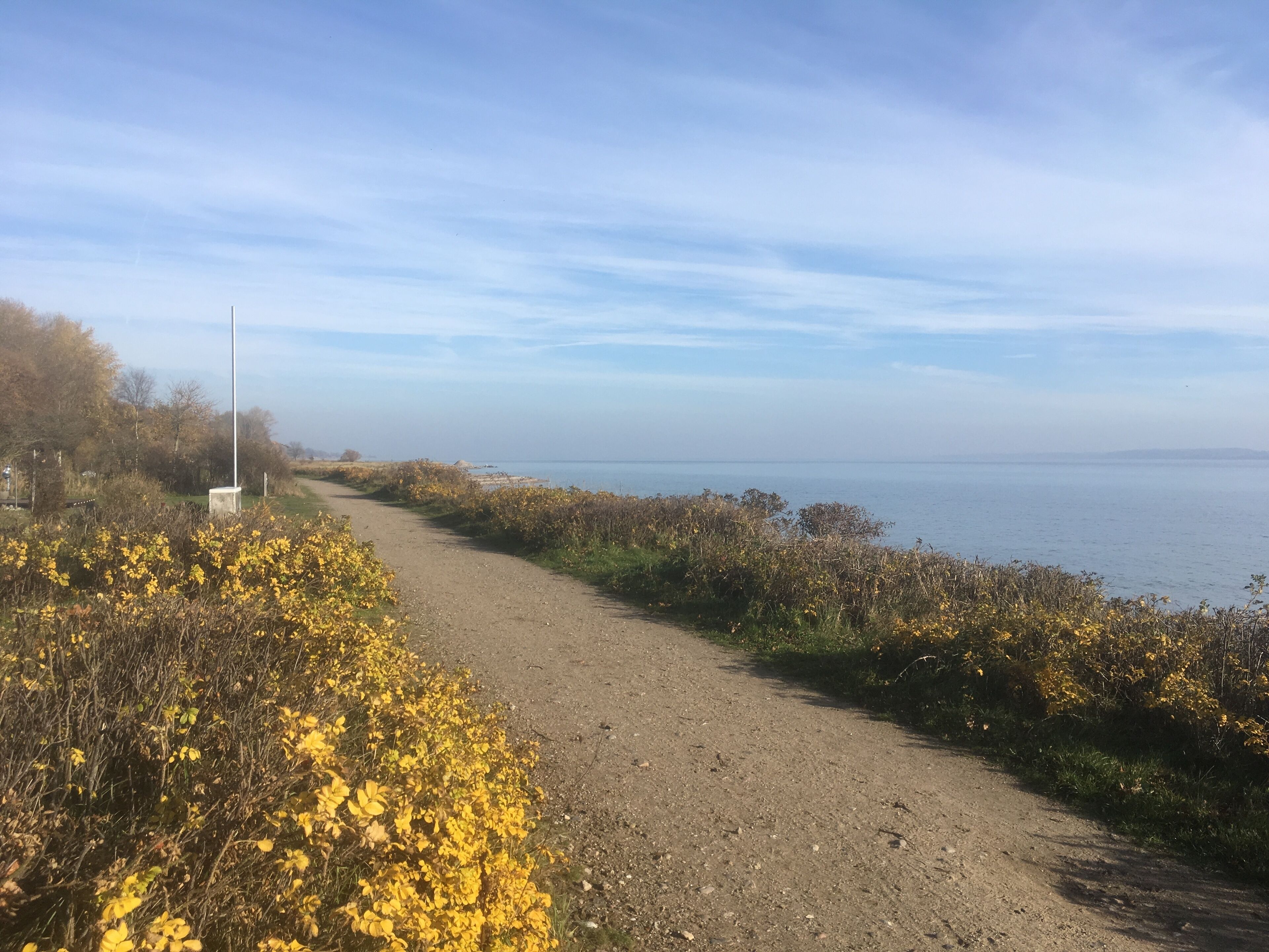 A coastal path with yellow flowering bushes and a clear view of the sea.