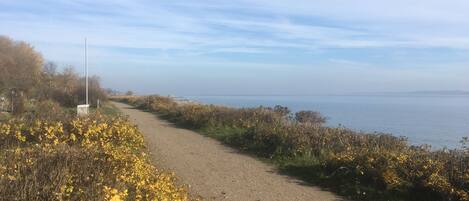 A coastal path with yellow flowering bushes and a clear view of the sea.