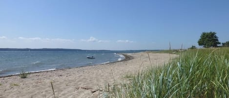 Lettini da mare