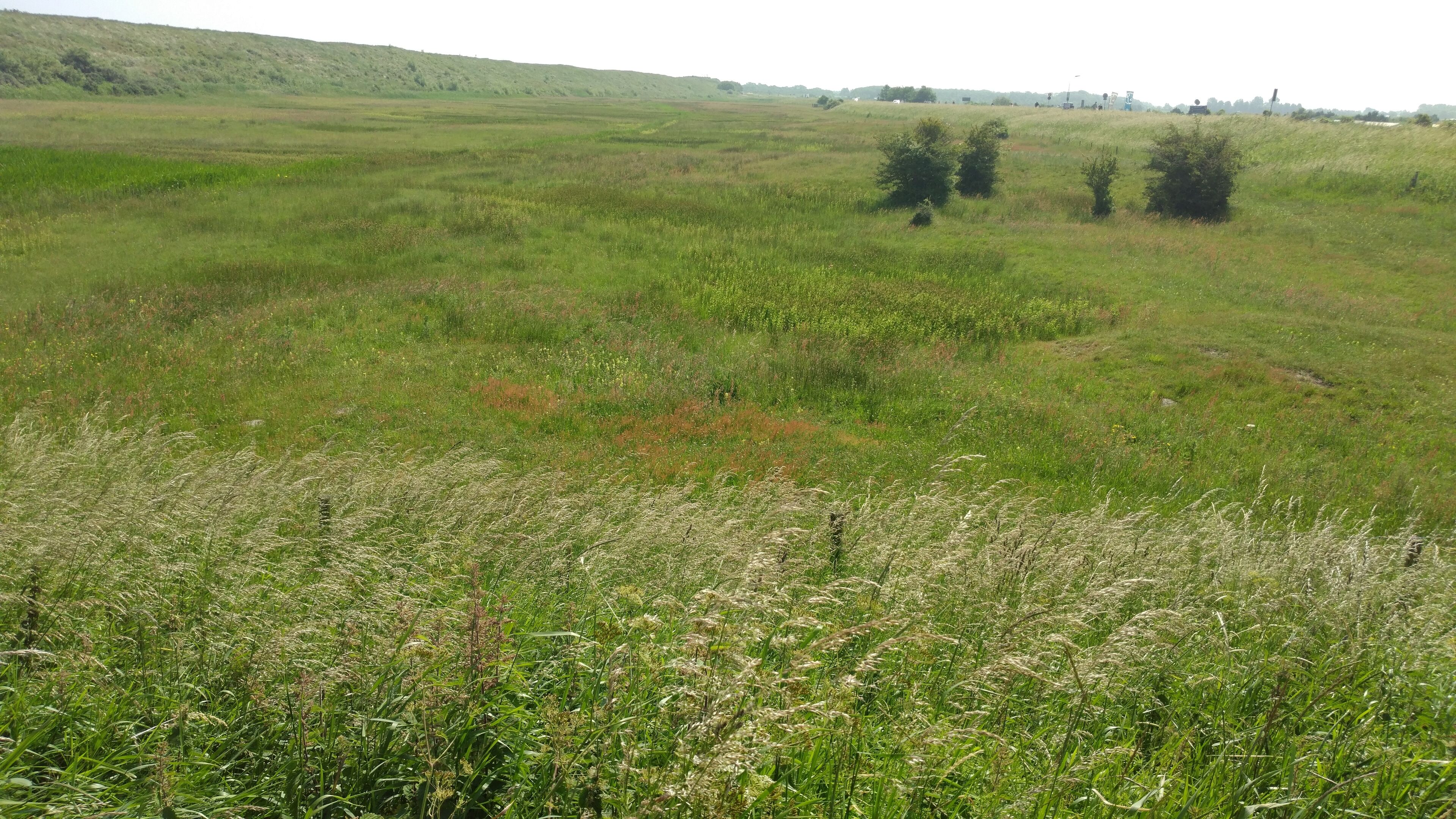 Un extenso campo abierto con pastos altos y algunos árboles dispersos.