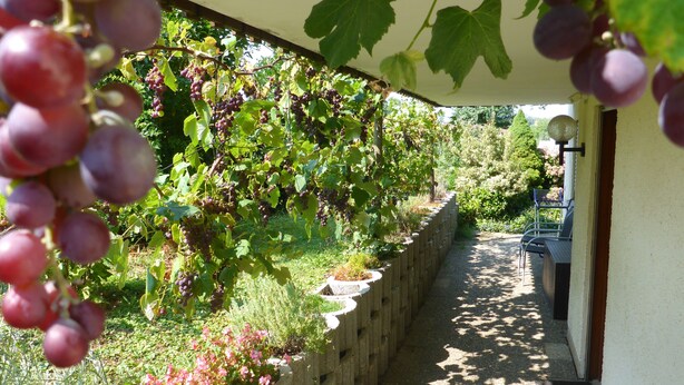 Ein schmaler Weg, der von einer mit Wein bewachsenen Mauer und einer Reihe von Kübeln mit Blumen gesäumt wird.