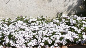 Une fenêtre avec des volets bleus, une porte blanche et un parterre de fleurs blanches.
