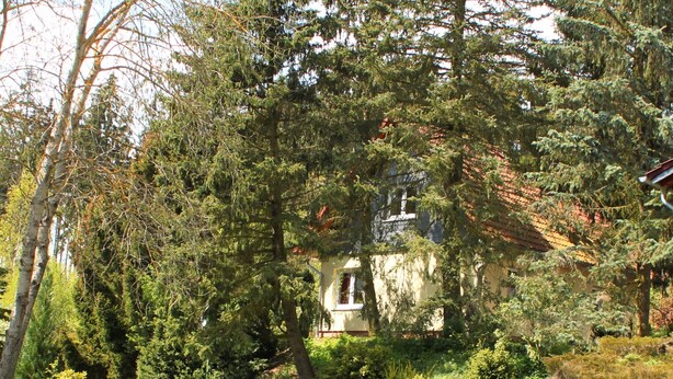 Een huis omgeven door dichte bomen en een verzorgd gazon.