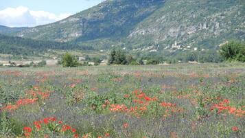 A field of red poppies with a mountainous backdrop.