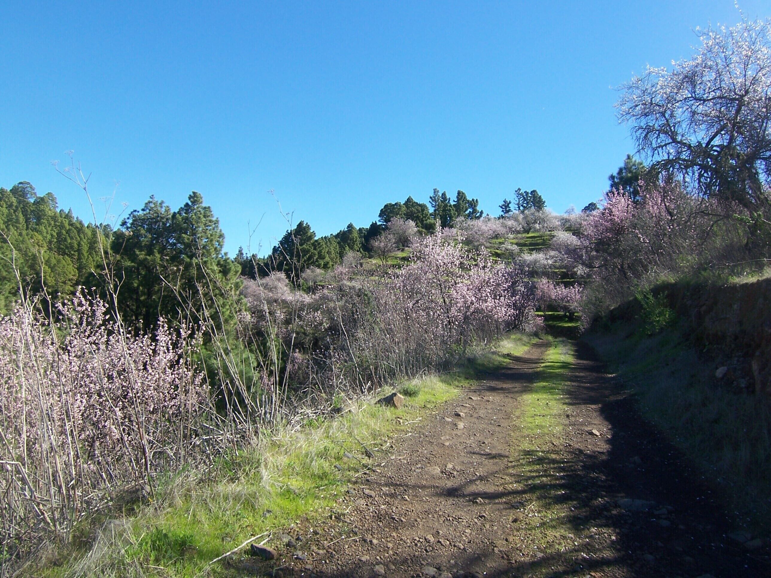 A dirt path through a natural landscape with blooming trees and shrubs.