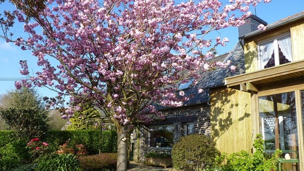 A stone house with a garden, a large flowering tree, and a well-maintained lawn. - country house in Plestin les Grèves (Plestin-Les-Grèves)