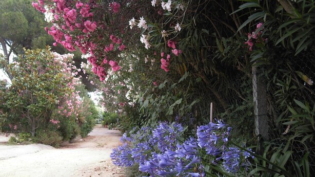Un sentier de terre bordé de plantes en fleurs et d’un feuillage dense.