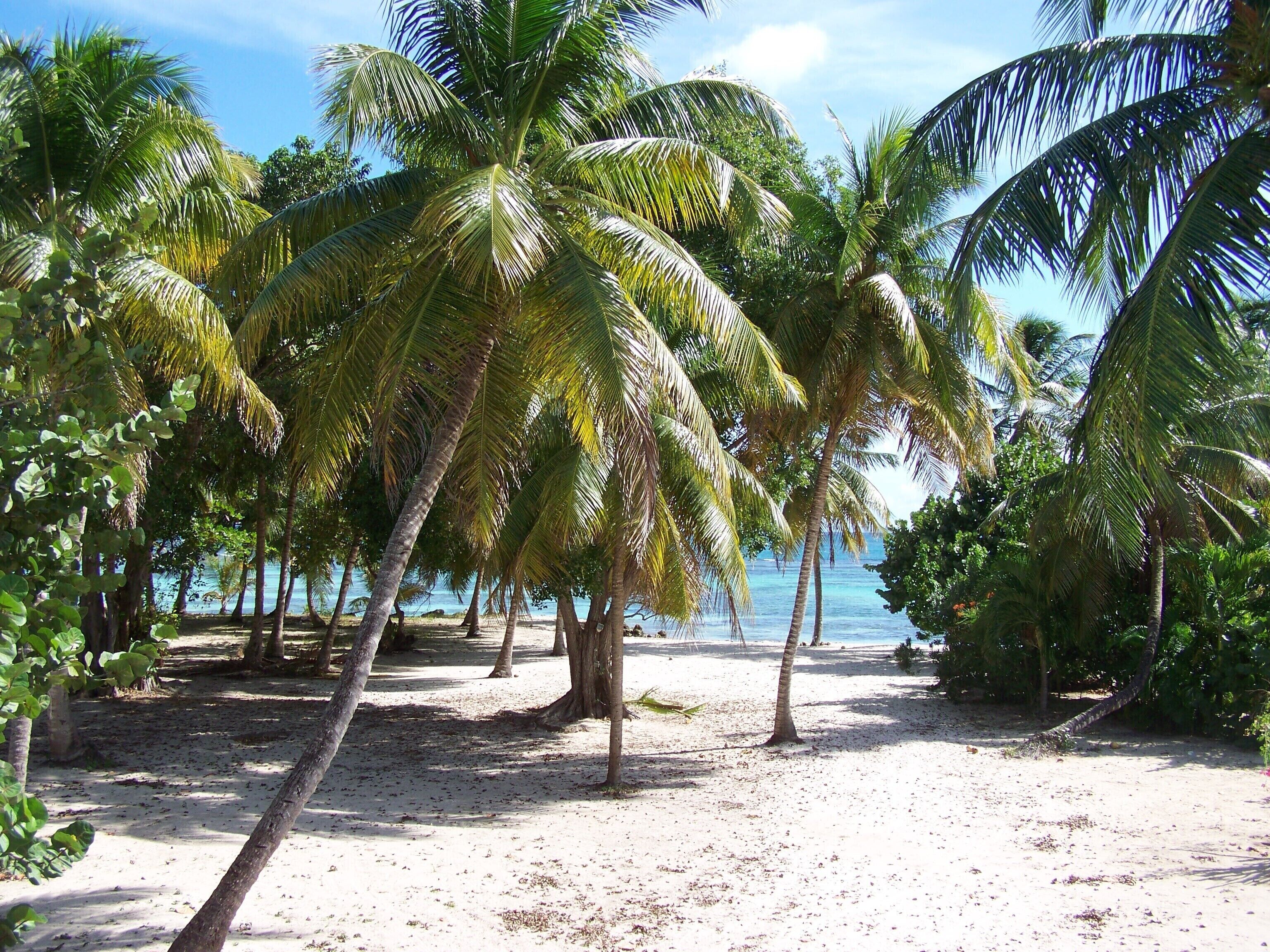 A beach with palm trees and a clear view of the ocean.