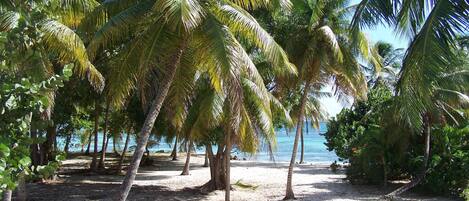 A beach with palm trees and a clear view of the ocean.