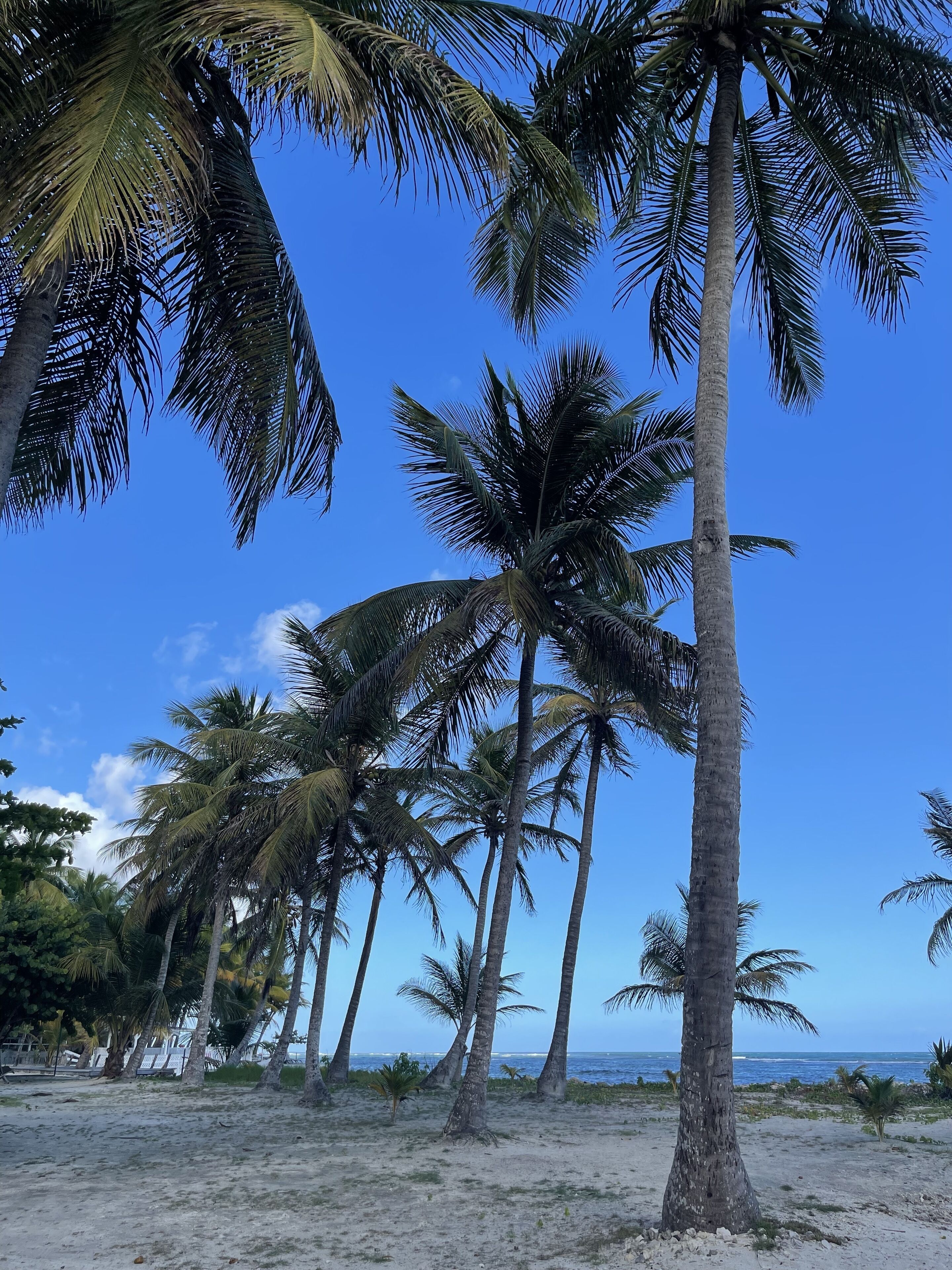 Una spiaggia con palme alte e un cielo azzurro intenso.