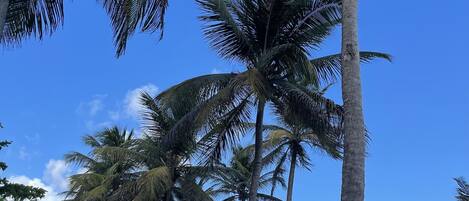 Een strand met hoge palmbomen en een helderblauwe lucht.