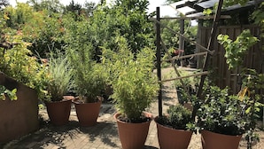 Um jardim com plantas em vasos e uma estrutura de treliça de madeira.