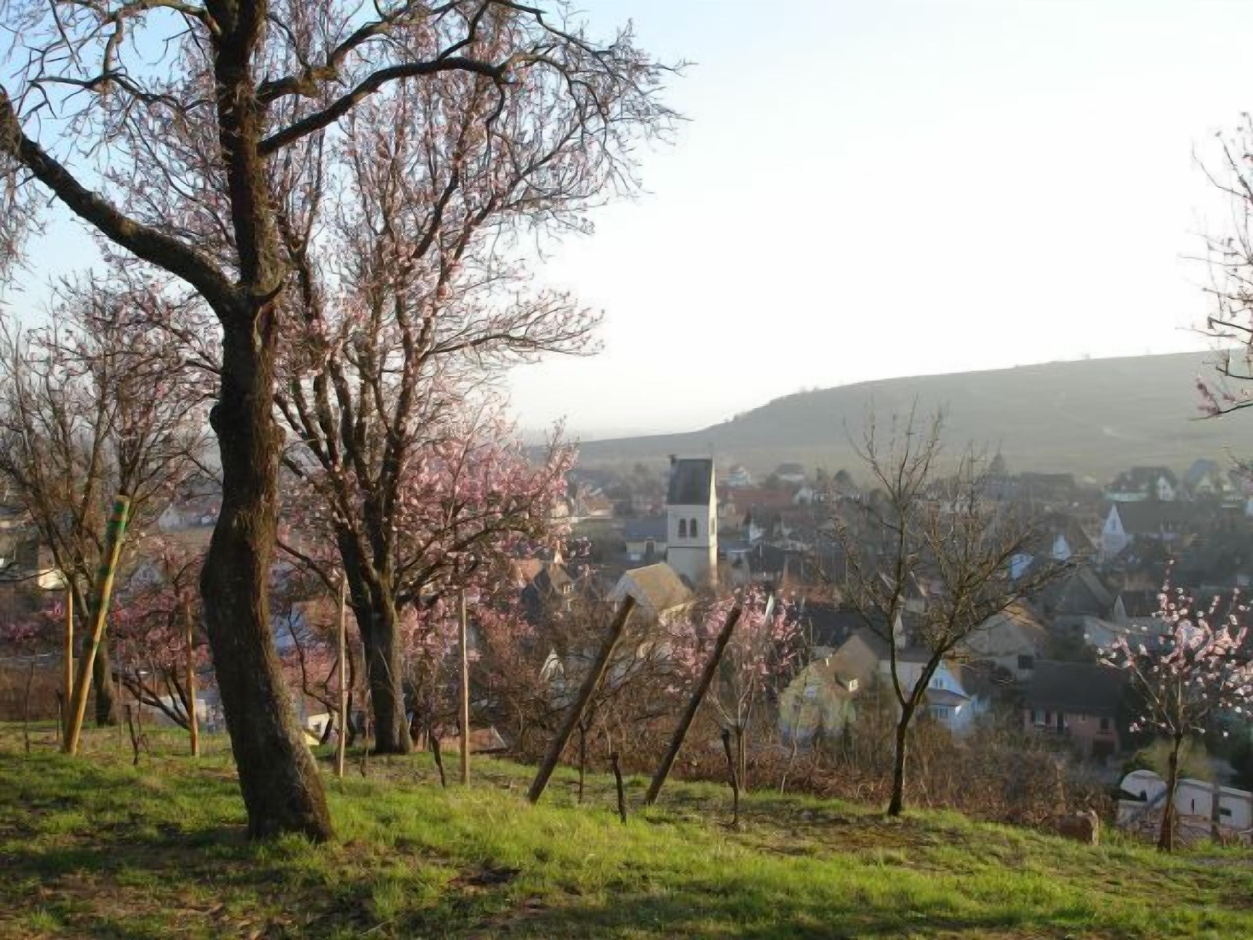 A rural landscape with a church and houses in the background.