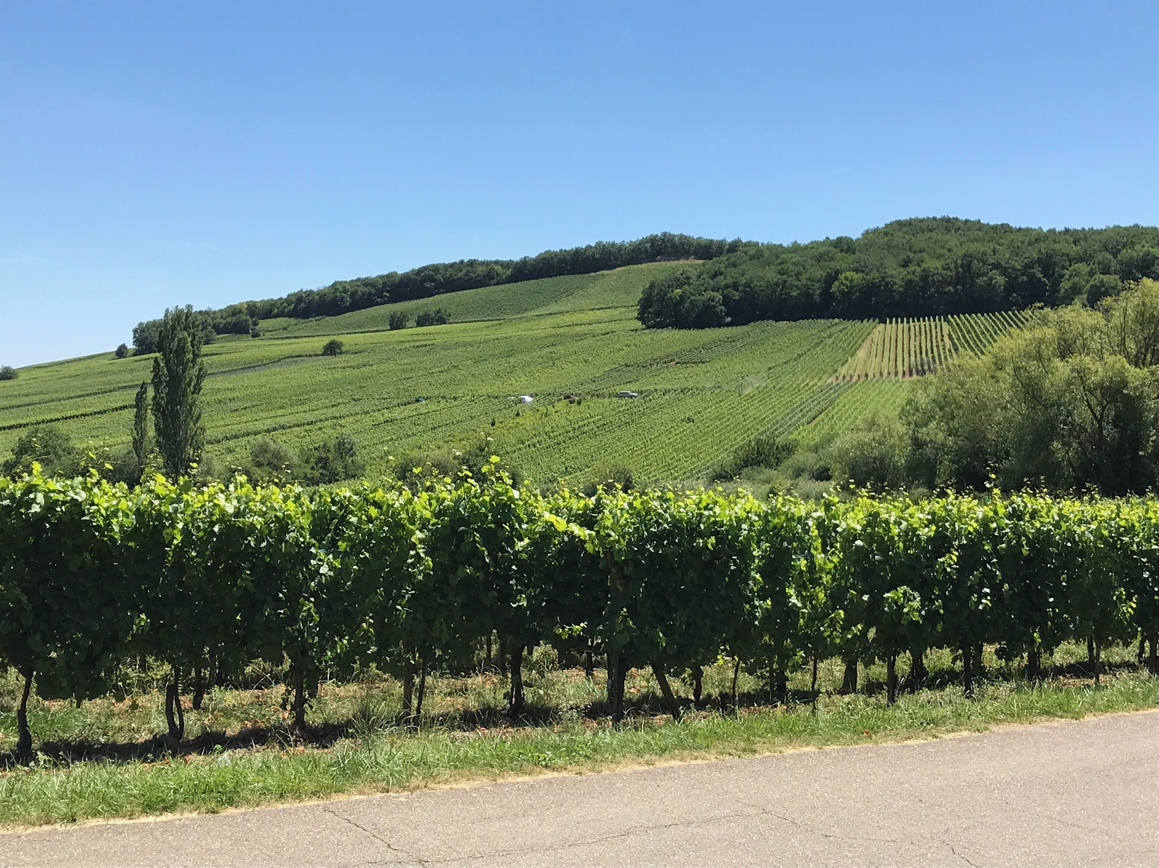 A vineyard with rows of grapevines and a road in the foreground.