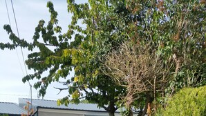 A residential area with a house, a gravel driveway, and pink roses in the foreground. - New: ground floor house, quiet location, close to the sea (Riantec)