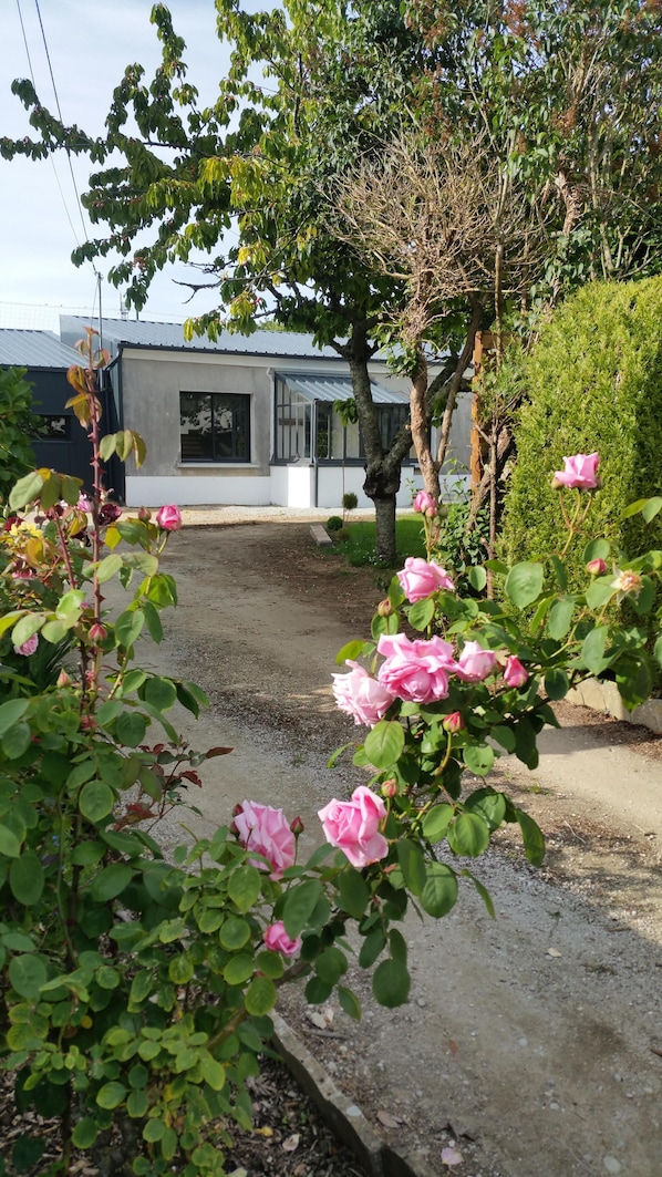 A residential area with a house, a gravel driveway, and pink roses in the foreground.