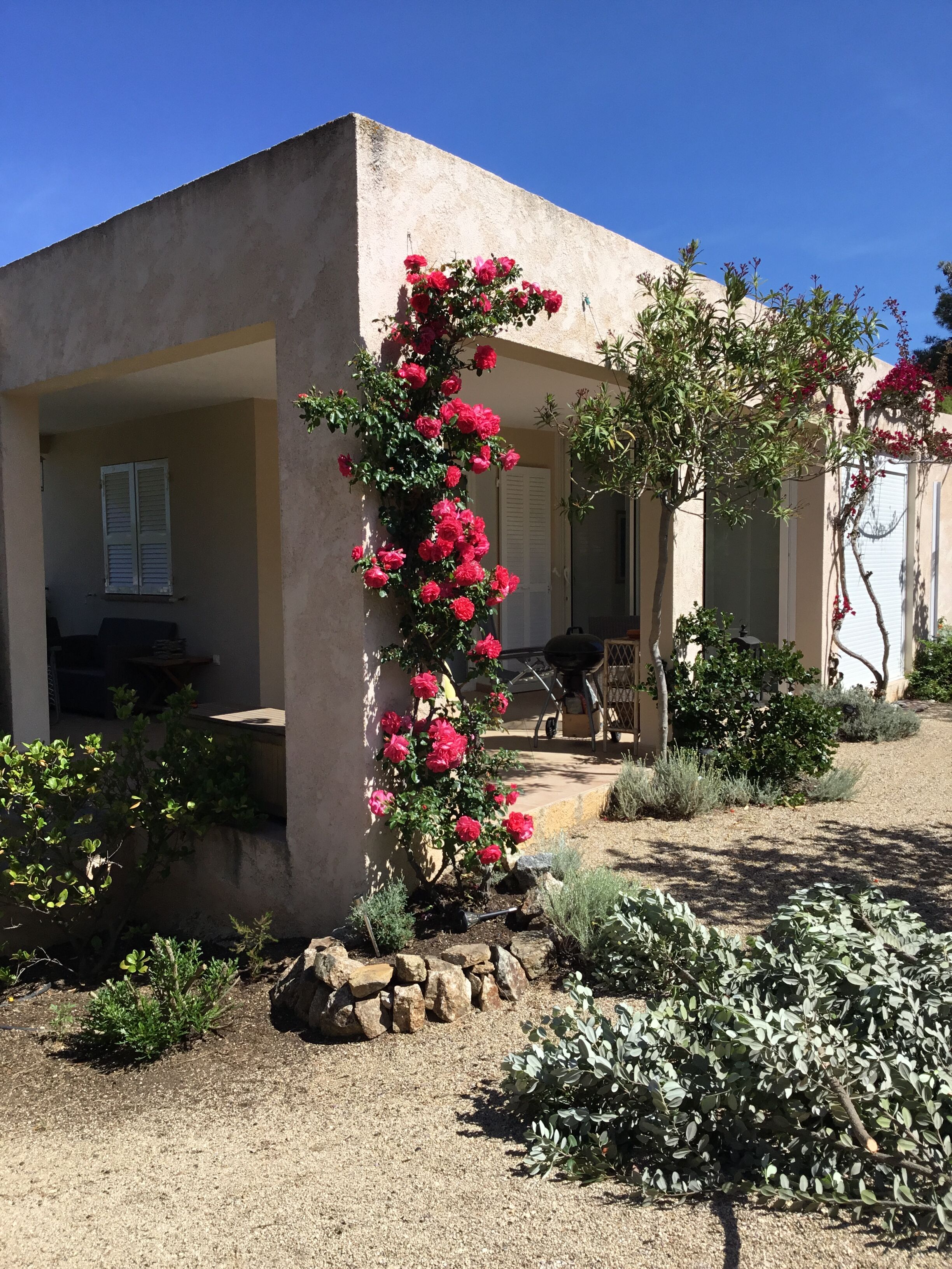A house with a garden featuring a climbing rose bush and various shrubs.