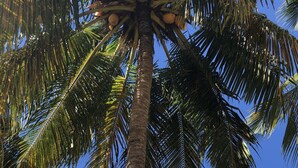 A tall palm tree with coconuts against a clear blue sky. - THE FLAMBOYING VILLA at the estate "LES LODGES DE MALENDURE" (Bouillante)