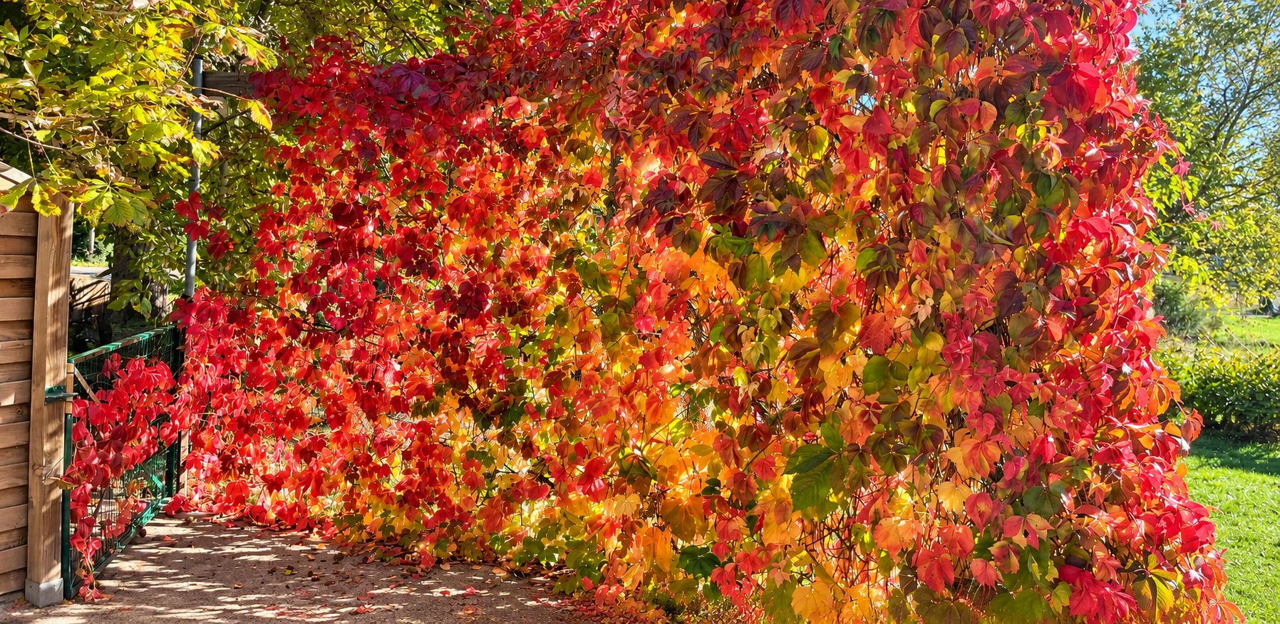 Un jardín con un denso conjunto de follaje rojo y amarillo, una valla de madera y un cielo despejado.