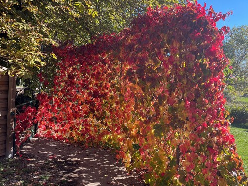 Cottage am Fuße des Mont Ventoux, behindertengerecht, zwischen Sault und Monieux