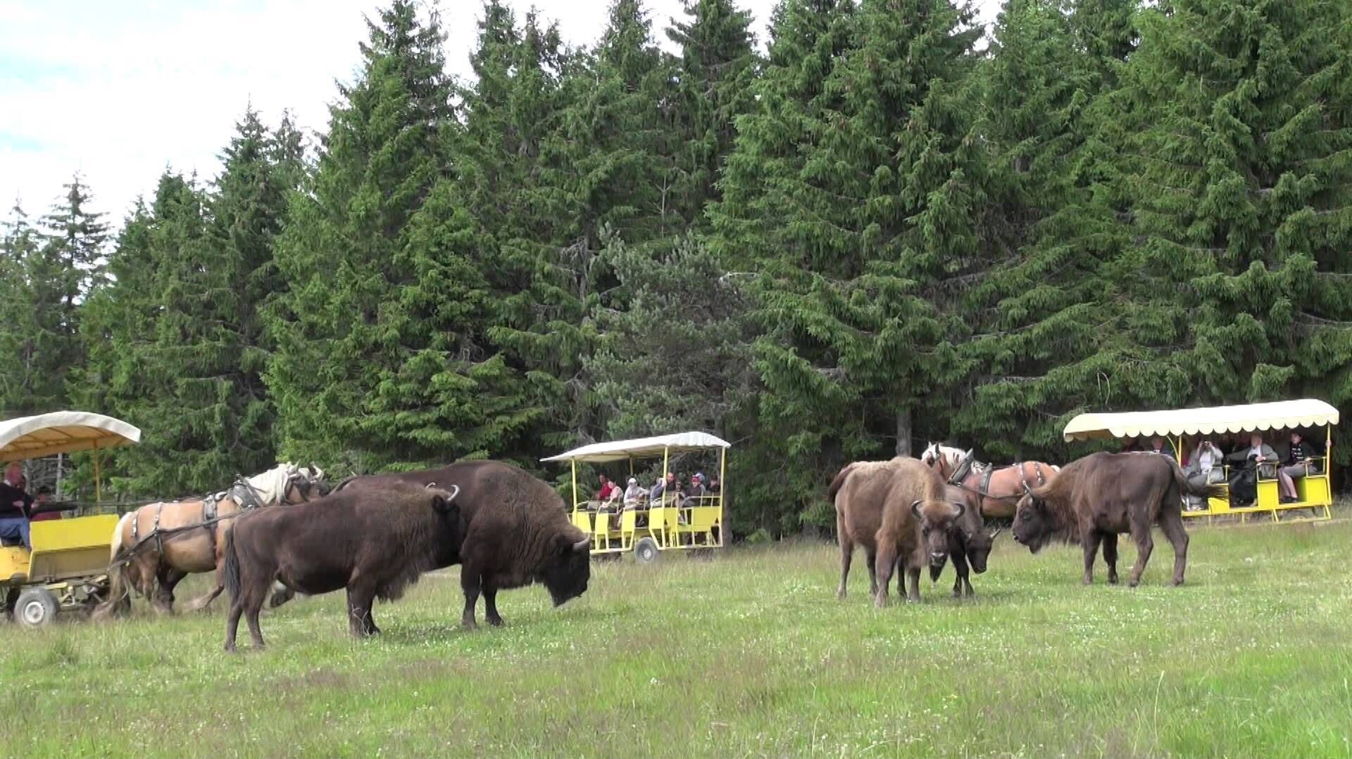 A group of bison in a grassy field with yellow carriages and passengers in the background.