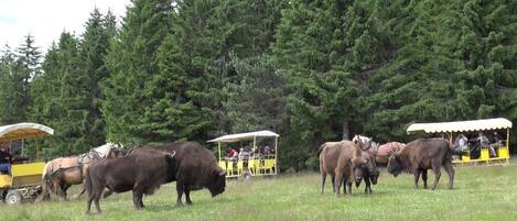 A group of bison in a grassy field with yellow carriages and passengers in the background.