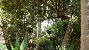A garden with various plants and trees, including aloe vera and palm trees.