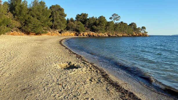 A beach with pebbles and seaweed, a clear sky, and trees in the background.