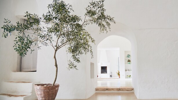 A minimalist room with a large potted tree, white walls, and a staircase leading to a second level.