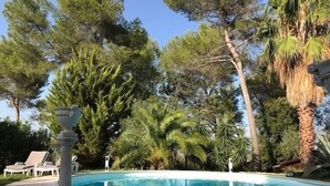 Een zwembad omringd door bomen en een palmboom.