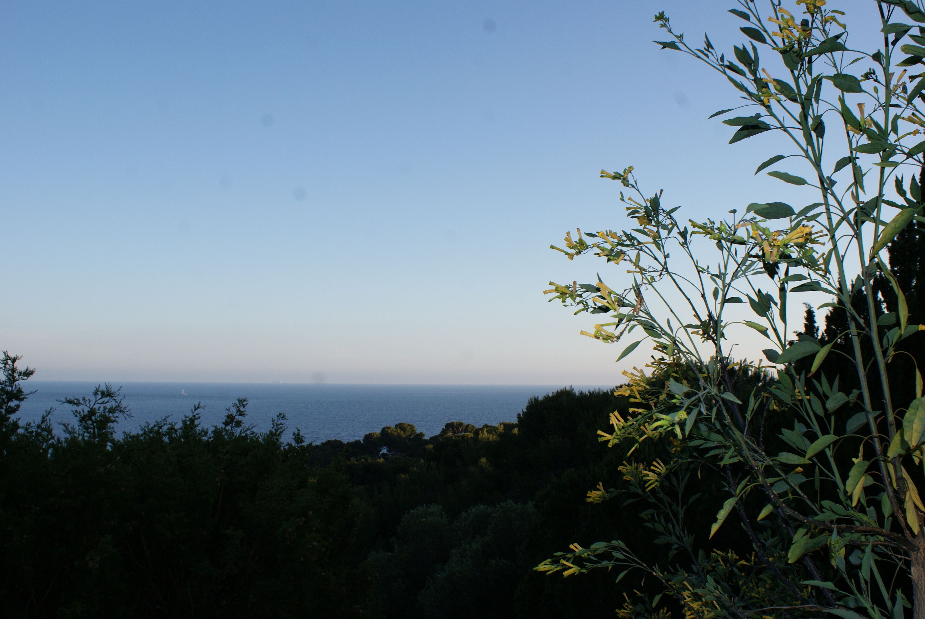 A coastal landscape with dense foliage and a view of the sea.