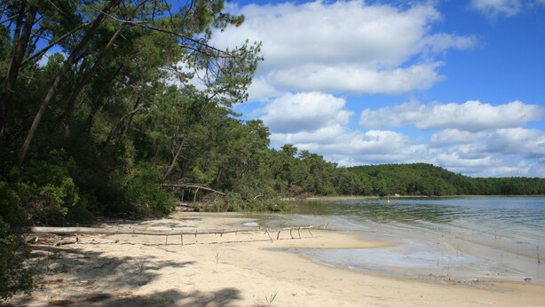 Una playa con arena, árboles y una masa de agua.