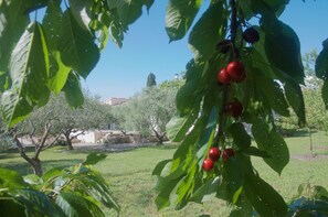 Property grounds - In Provence, between Ventoux and Luberon, beautiful villa with secure swimming pool (La Roque-Sur-Pernes)