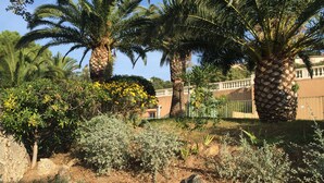 Un jardin avec des palmiers, une variété d’arbustes et un bâtiment entouré d’une clôture, visible au fond.
