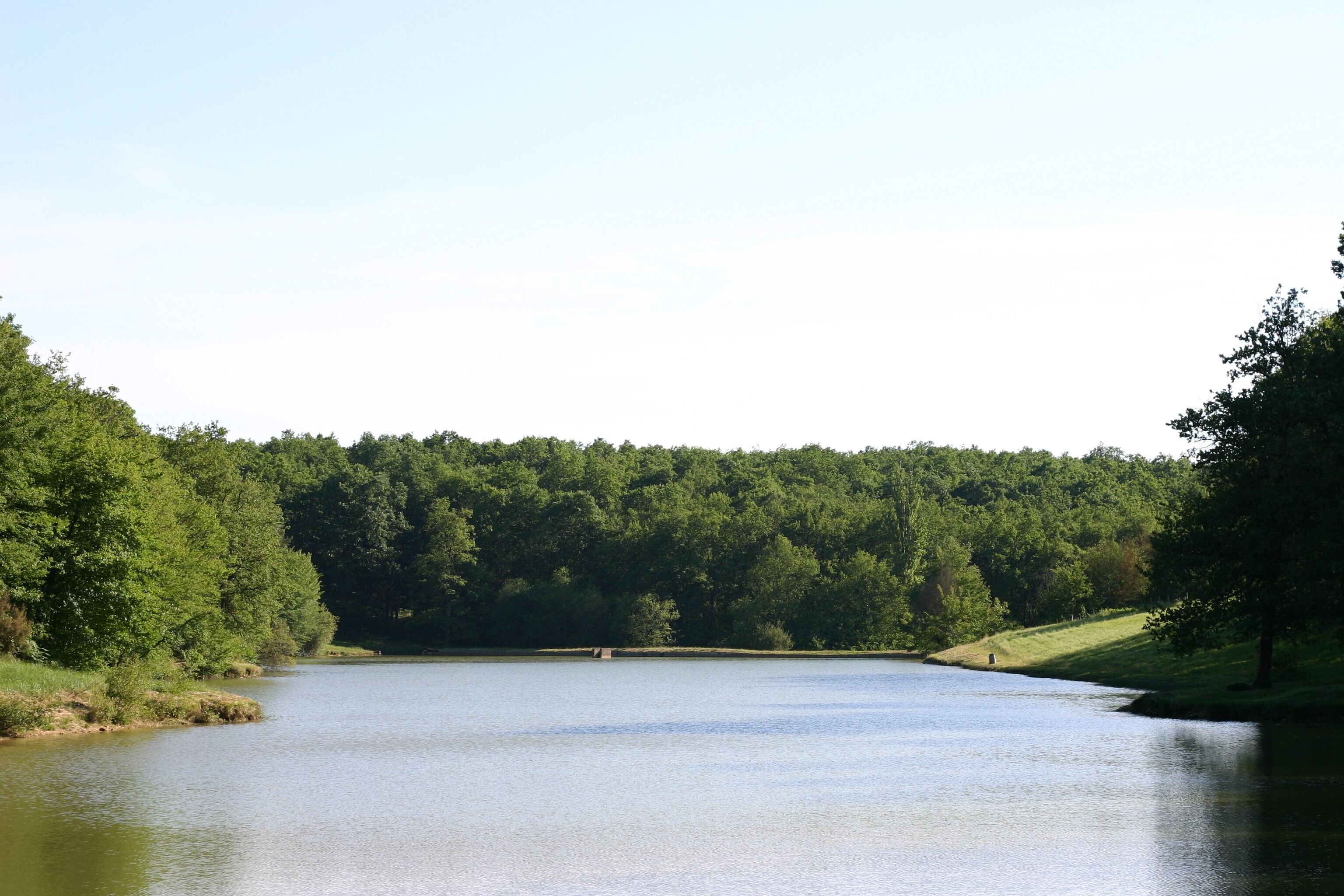 A calm lake surrounded by dense forest.