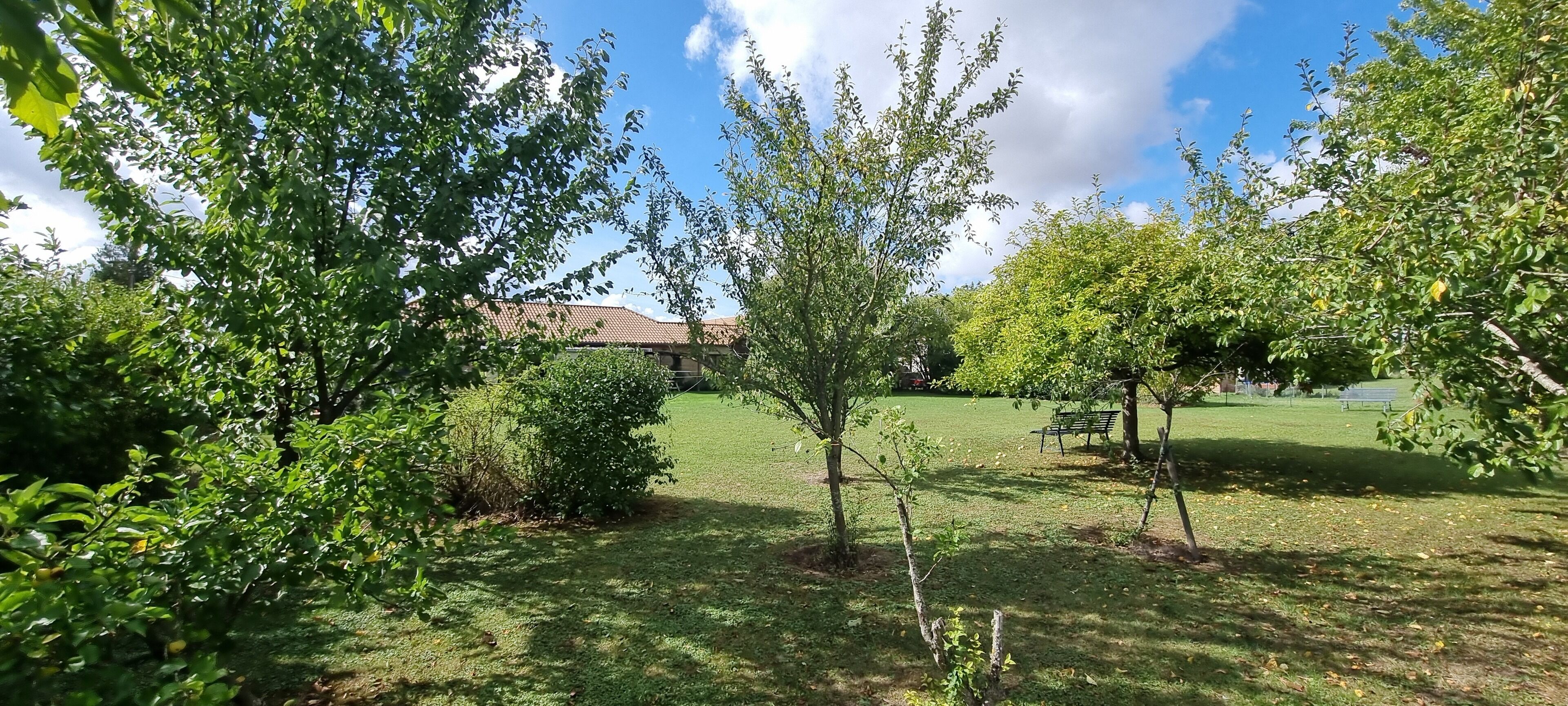Ein Park mit Bäumen, Gras und einer Bank.