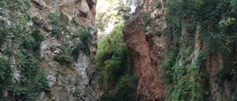 A narrow canyon with a natural archway, dense greenery, and a small stream.